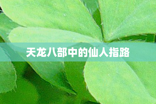 天龙八部中的仙人指路