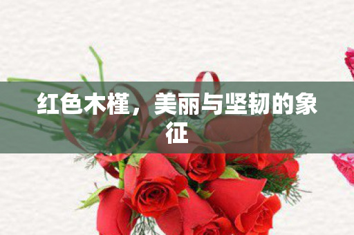 红色木槿，美丽与坚韧的象征
