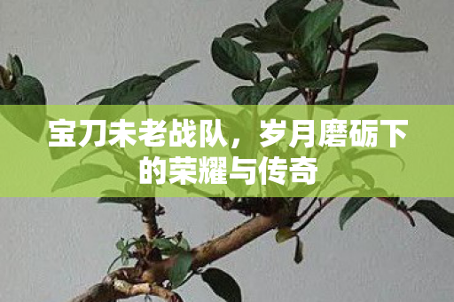 宝刀未老战队,岁月磨砺下的荣耀与传奇 宝刀未老战队,岁月磨砺下的荣耀与传奇