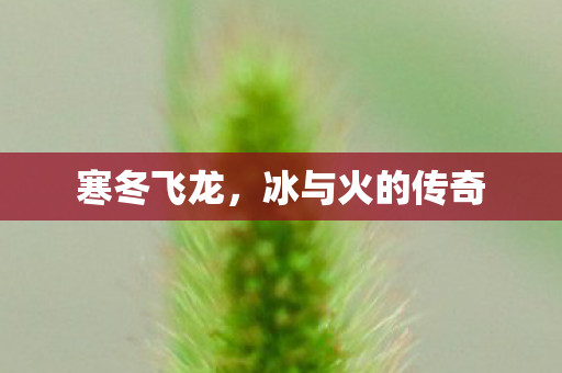 寒冬飞龙,冰与火的传奇 寒冬飞龙,冰与火的传奇