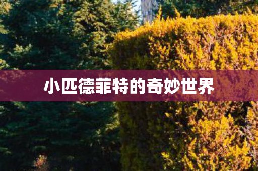 小匹德菲特的奇妙世界 小匹德菲特的奇妙世界