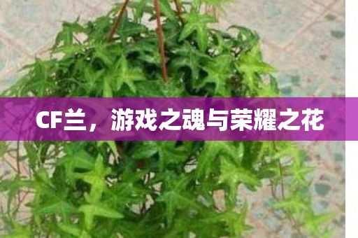 CF兰,游戏之魂与荣耀之花 CF兰,游戏之魂与荣耀之花