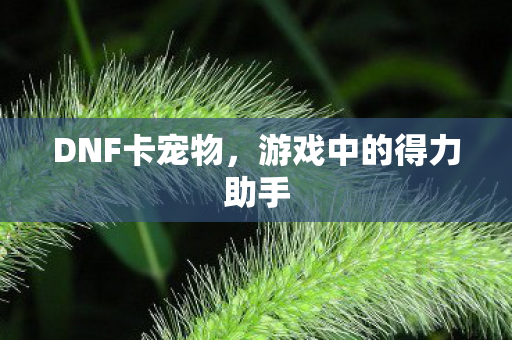 DNF卡宠物，游戏中的得力助手