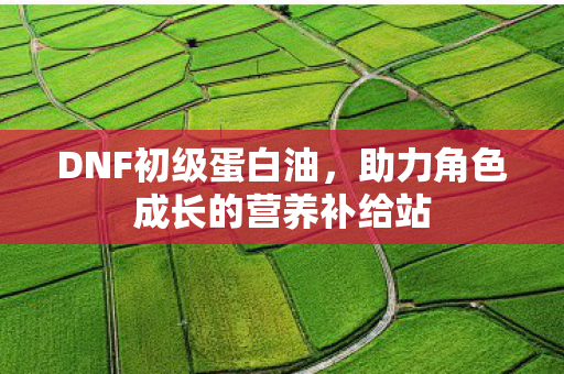 DNF初级蛋白油，助力角色成长的营养补给站