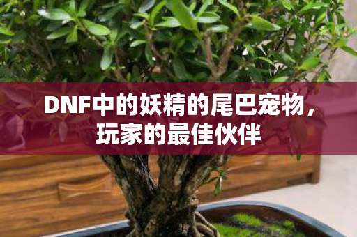 DNF中的妖精的尾巴宠物,玩家的最佳伙伴 DNF中的妖精的尾巴宠物,玩家的最佳伙伴