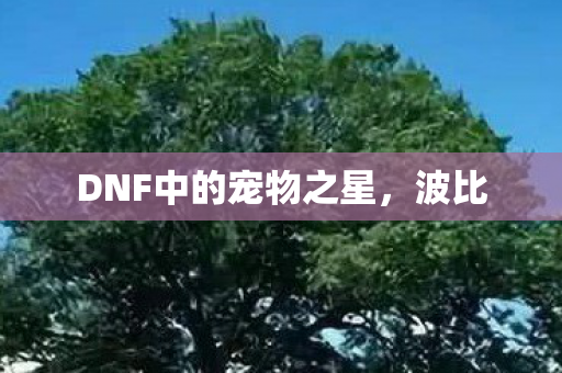 DNF中的宠物之星，波比