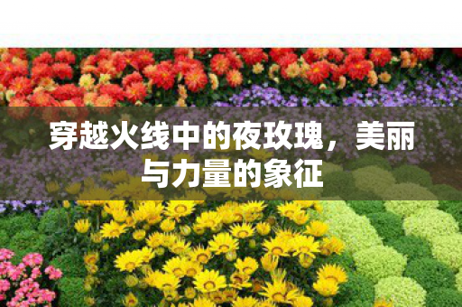 穿越火线中的夜玫瑰，美丽与力量的象征