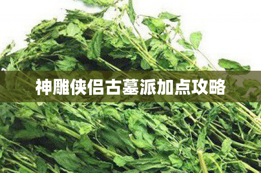 神雕侠侣古墓派加点攻略
