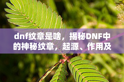 dnf纹章是啥,揭秘DNF中的神秘纹章,起源、作用及获取方式 dnf纹章是啥,揭秘DNF中的神秘纹章,起源、作用及获取方式