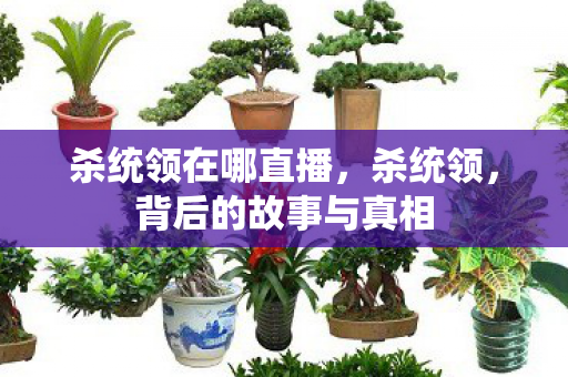 杀统领在哪直播，杀统领，背后的故事与真相