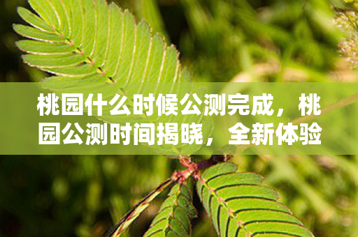 桃园什么时候公测完成，桃园公测时间揭晓，全新体验等你来！