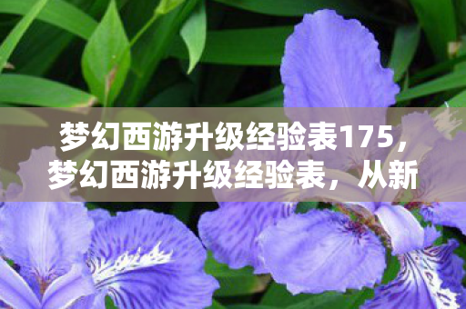 梦幻西游升级经验表175，梦幻西游升级经验表，从新手到巅峰的全面解析