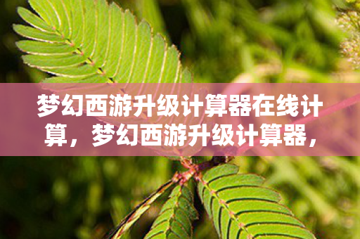 梦幻西游升级计算器在线计算，梦幻西游升级计算器，助力你的角色飞升新境界