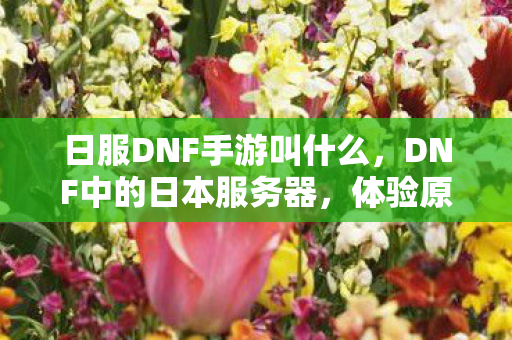 日服DNF手游叫什么，DNF中的日本服务器，体验原汁原味的游戏魅力