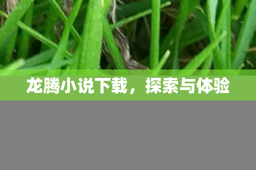龙腾小说下载，探索与体验