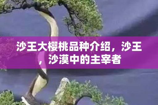 沙王大樱桃品种介绍，沙王，沙漠中的主宰者