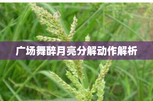 广场舞醉月亮分解动作解析