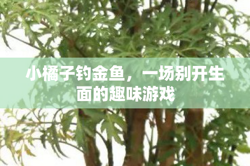 小橘子钓金鱼，一场别开生面的趣味游戏