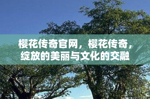 樱花传奇官网，樱花传奇，绽放的美丽与文化的交融
