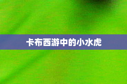 卡布西游中的小水虎 卡布西游中的小水虎