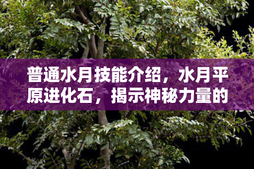 普通水月技能介绍，水月平原进化石，揭示神秘力量的起源与应用