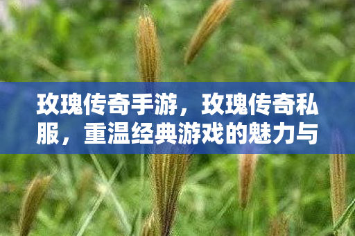 玫瑰传奇手游，玫瑰传奇私服，重温经典游戏的魅力与故事