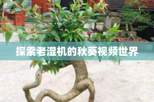 探索老湿机的秋葵视频世界