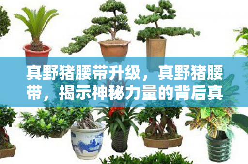 真野猪腰带升级，真野猪腰带，揭示神秘力量的背后真相