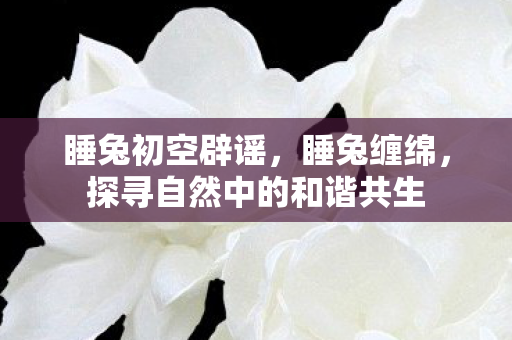 睡兔初空辟谣，睡兔缠绵，探寻自然中的和谐共生