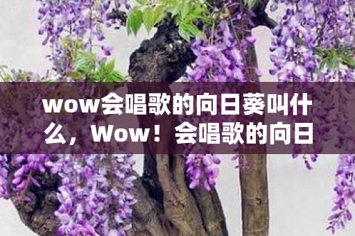 wow会唱歌的向日葵叫什么，Wow！会唱歌的向日葵—追寻自然与音乐的奇妙交融