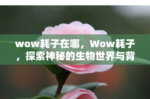 wow耗子在哪，Wow耗子，探索神秘的生物世界与背后的故事
