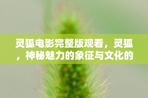 灵狐电影完整版观看，灵狐，神秘魅力的象征与文化的融合