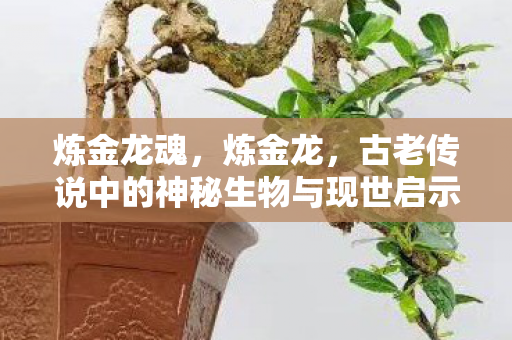 炼金龙魂，炼金龙，古老传说中的神秘生物与现世启示