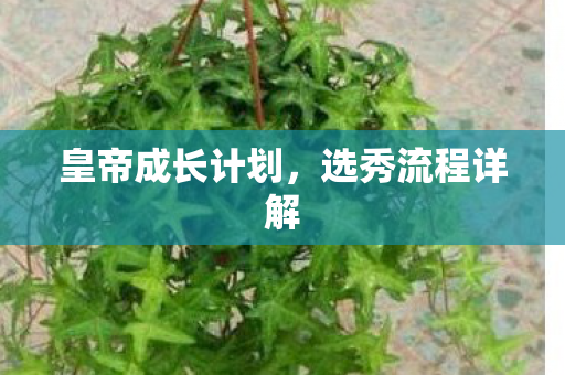 皇帝成长计划,选秀流程详解 皇帝成长计划,选秀流程详解
