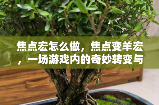 焦点宏怎么做，焦点变羊宏，一场游戏内的奇妙转变与深度解析