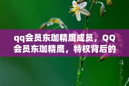 qq会员东珈精鹰成员，QQ会员东珈精鹰，特权背后的故事与成长之路