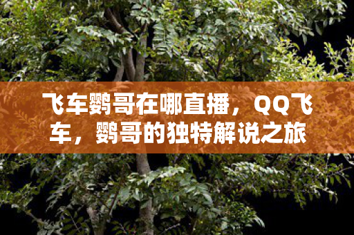 飞车鹦哥在哪直播，QQ飞车，鹦哥的独特解说之旅
