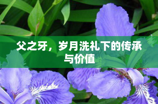 父之牙,岁月洗礼下的传承与价值 父之牙,岁月洗礼下的传承与价值