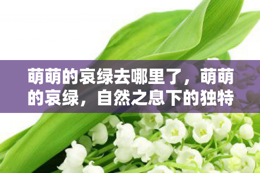 萌萌的哀绿去哪里了，萌萌的哀绿，自然之息下的独特魅力与情感表达