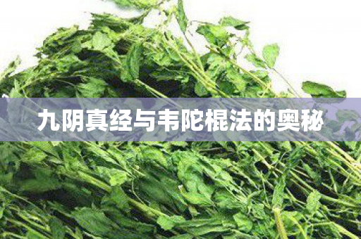 九阴真经与韦陀棍法的奥秘