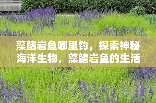 藻鳍岩鱼哪里钓，探索神秘海洋生物，藻鳍岩鱼的生活习性及其保护意义