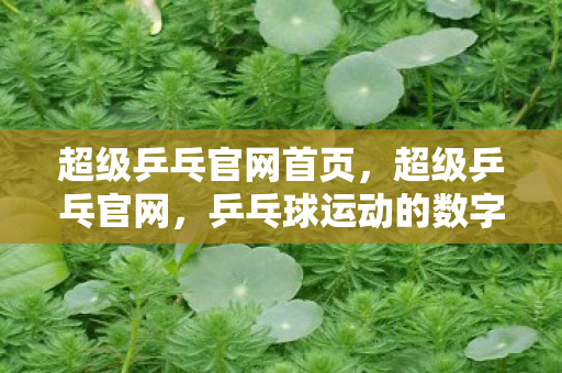 超级乒乓官网首页，超级乒乓官网，乒乓球运动的数字化新时代