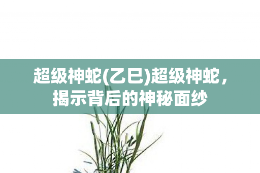 超级神蛇(乙巳)超级神蛇，揭示背后的神秘面纱