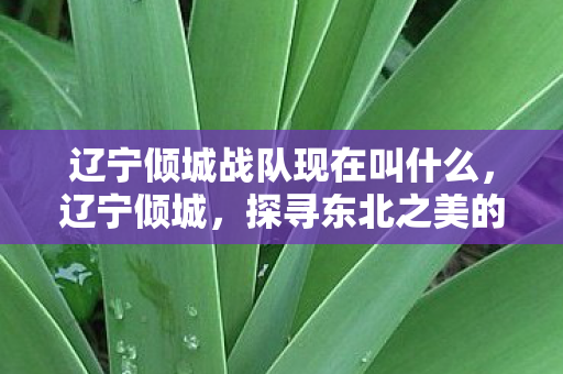 辽宁倾城战队现在叫什么，辽宁倾城，探寻东北之美的独特魅力