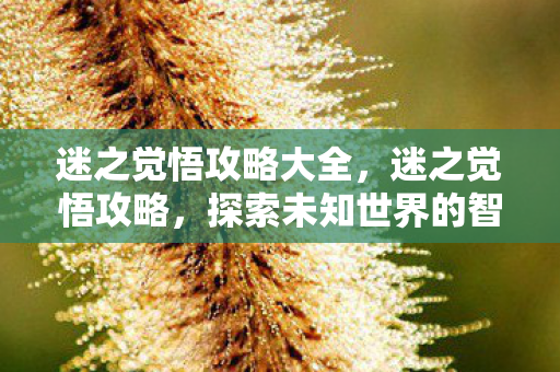 迷之觉悟攻略大全，迷之觉悟攻略，探索未知世界的智慧与勇气