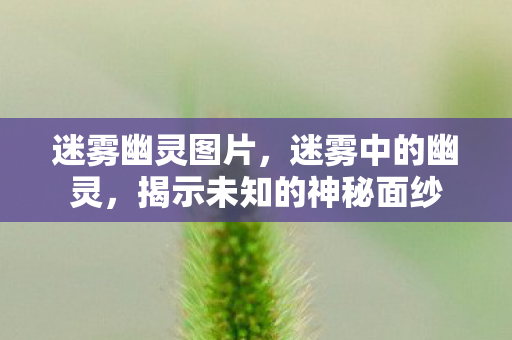 迷雾幽灵图片，迷雾中的幽灵，揭示未知的神秘面纱