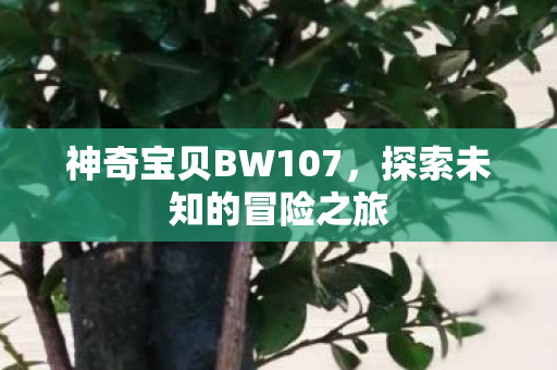 神奇宝贝BW107，探索未知的冒险之旅