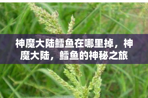 神魔大陆鳕鱼在哪里掉，神魔大陆，鳕鱼的神秘之旅
