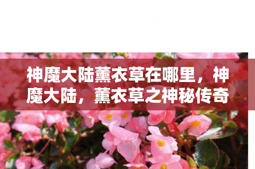 神魔大陆薰衣草在哪里，神魔大陆，薰衣草之神秘传奇