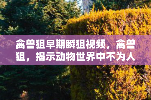 禽兽狙早期瞬狙视频，禽兽狙，揭示动物世界中不为人知的神秘行为